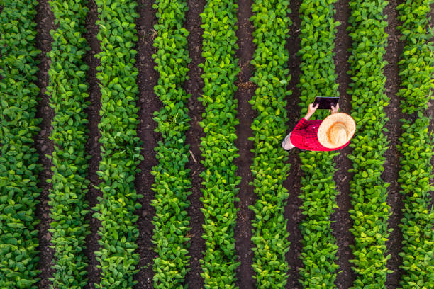 Crop Detection